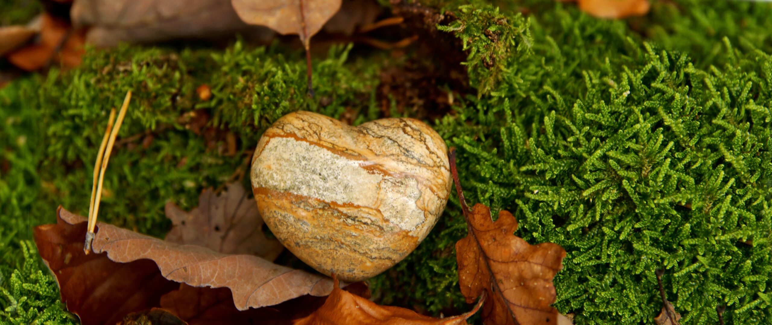 Todesfall Symbol Herz auf Moos